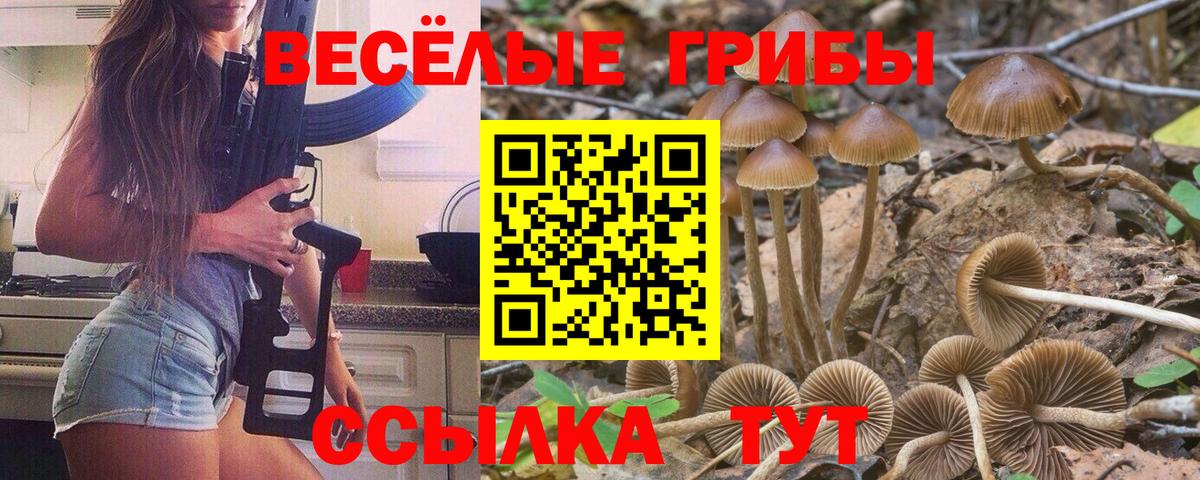 Осинники  Псилоцибиновые грибы мицелий  Вход с VPN 